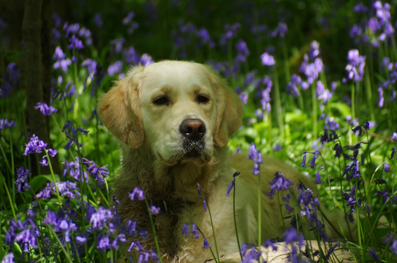 Golden retriever puppies hot sale for sale wirral